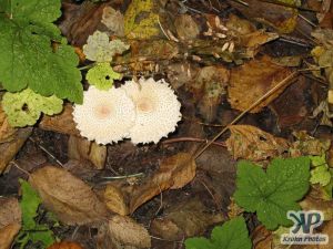 cd117-d05.jpg - Ragged edged fungi