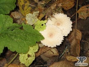 cd117-d06.jpg - Ragged edged fungi