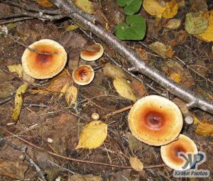 cd117-d07.jpg - Fungi
