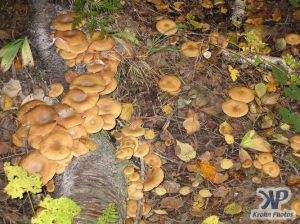 cd117-d08.jpg - A mass of fungi