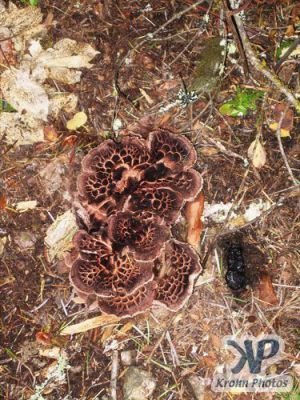 cd117-d10.jpg - Brown patterned fungus