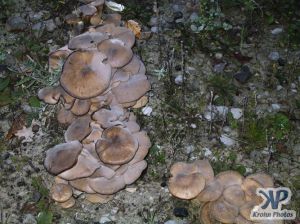 cd117-d11.jpg - Mounds of fungi