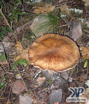 cd117-d13.jpg - Large brown fungus