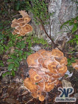 cd117-d14.jpg - Mounds of fungus