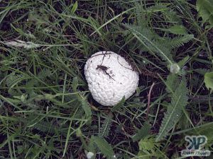 cd17-d10.jpg - Golfball like fungus