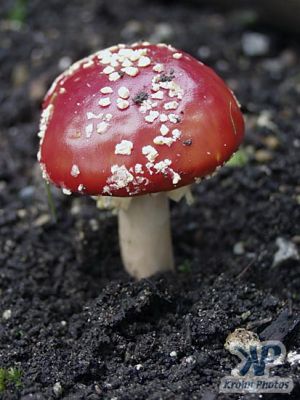 cd17-d23.jpg - Deadly looking fungus