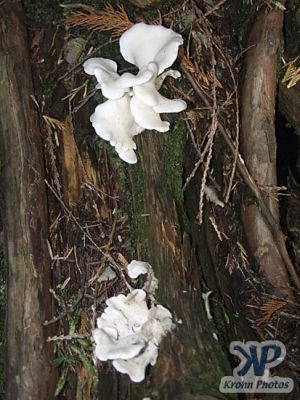 cd17-d25.jpg - Two white fungi