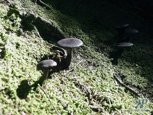 cd17-d28.jpg - Fungi on a mossy forest floor