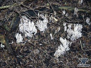 cd17-d29.jpg - Feathery fungi