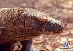 dvd1001-s01.jpg - Komodo Dragon