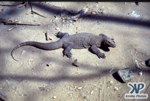 dvd1001-s02.jpg - Komodo Dragon