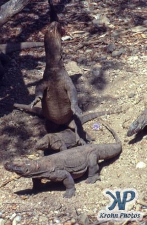 dvd1001-s03.jpg - Komodo Dragons