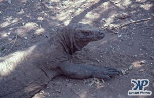 dvd1001-s04.jpg - Komodo Dragon