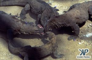 dvd1001-s05.jpg - Komodo Dragons