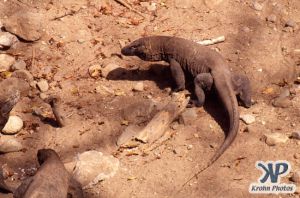 dvd1001-s06.jpg - Komodo Dragons