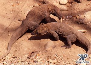 dvd1001-s07.jpg - Two Komodo Dragons