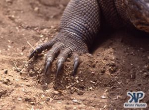 dvd1001-s08.jpg - Komodo Dragon claw