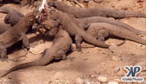 dvd1001-s10.jpg - Komodo Dragons