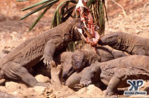 dvd1001-s12.jpg - Komodo Dragons