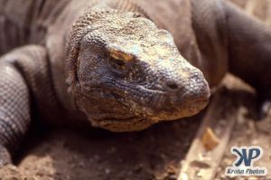 dvd1001-s13.jpg - Komodo Dragon