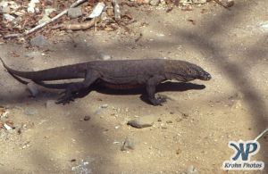 dvd1001-s14.jpg - Komodo Dragon