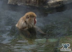 cd1014-d01.jpg - A Monkey