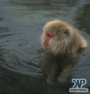 cd1014-d02.jpg - A monkey