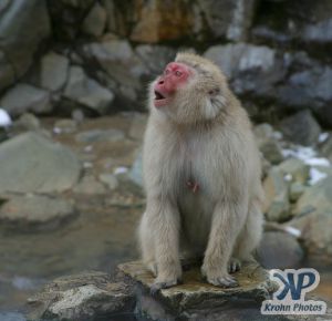 cd1014-d03.jpg - Snow Monkey