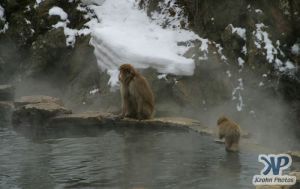 cd1014-d04.jpg - Baby Monkey and Mother