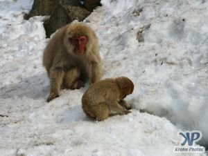 cd1014-d05.jpg - Monkeys