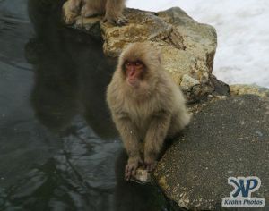 cd1014-d06.jpg - Monkey