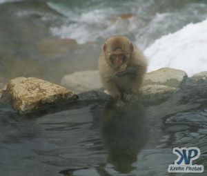 cd1014-d07.jpg - Young Monkey