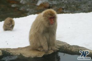 cd1014-d08.jpg - Monkey