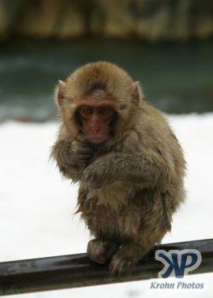 cd1014-d09.jpg - Very young Monkey