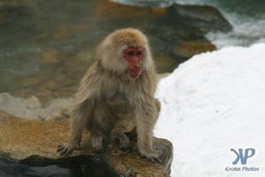 cd1014-d11.jpg - Young Monkey