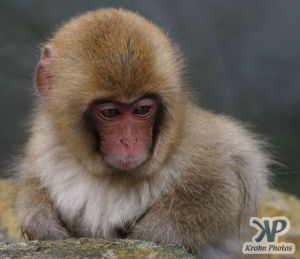 cd1014-d12.jpg - Young Monkey