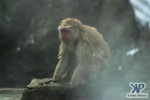 cd1014-d15.jpg - Monkey on a rock