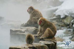 cd1014-d17.jpg - Monkeys