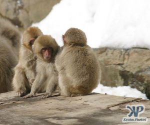 cd1014-d19.jpg - Three baby Monkeys