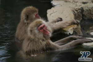 cd1014-d24.jpg - Two Monkeys