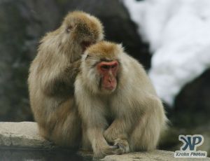 cd1014-d25.jpg - Monkeys