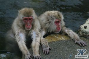 cd1114-d01.jpg - Two Monkeys
