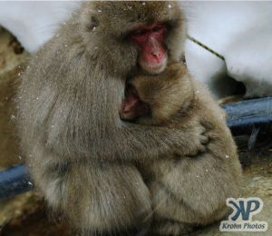 cd1114-d02.jpg - A mother and baby monkey