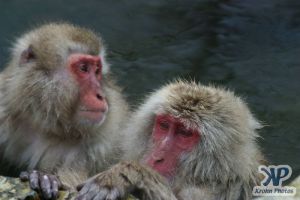 cd1114-d03.jpg - Two Monkeys