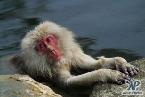 cd1114-d05.jpg - A monkey