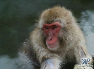 cd1114-d07.jpg - Pensive Monkey
