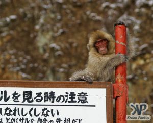 cd1114-d08.jpg - Monkey