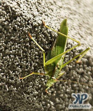 cd17-d20.jpg - Green Grasshopper