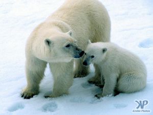 cd1005-s10.jpg - Polar Bear