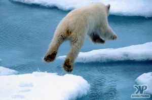 cd1005-s11.jpg - Polar Bear